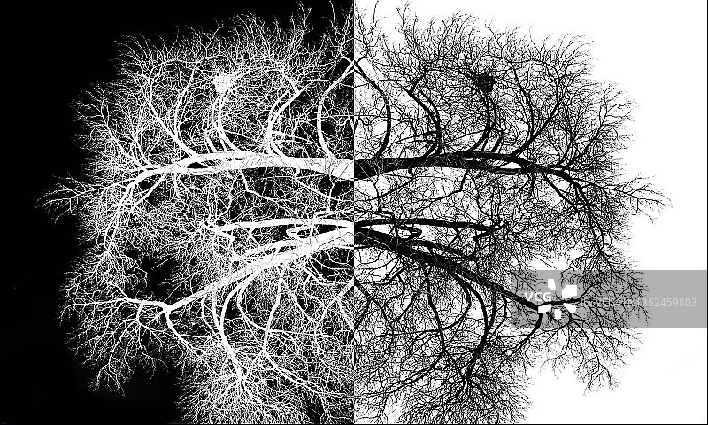 高对比度树木图片素材