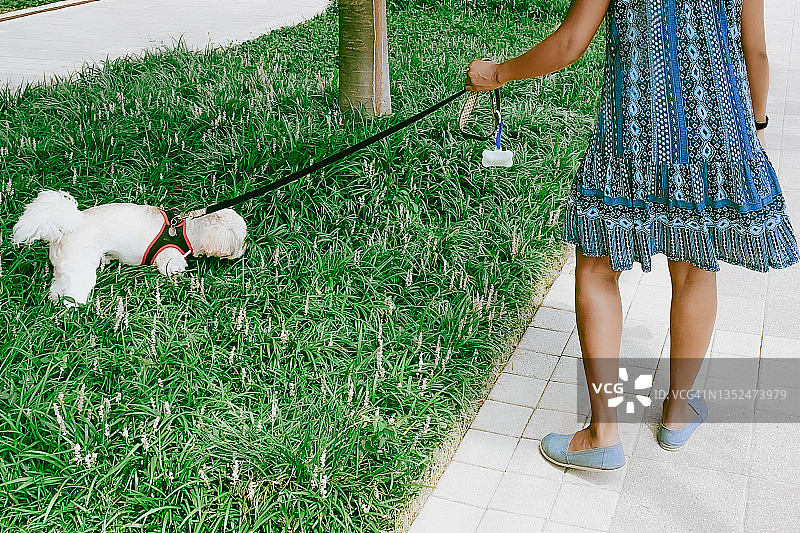 马达加斯加长毛犬在散步时嗅百合草图片素材