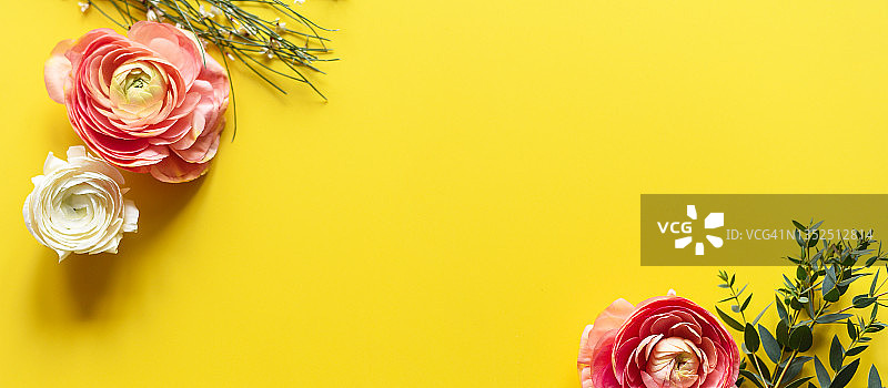 美丽毛茛花明亮背景图片素材