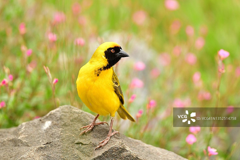戴面具的织布鸟站在南非的岩石上图片素材