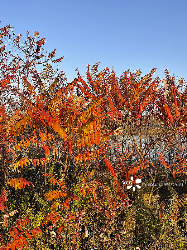 十一月漆树上的橙色叶子图片素材