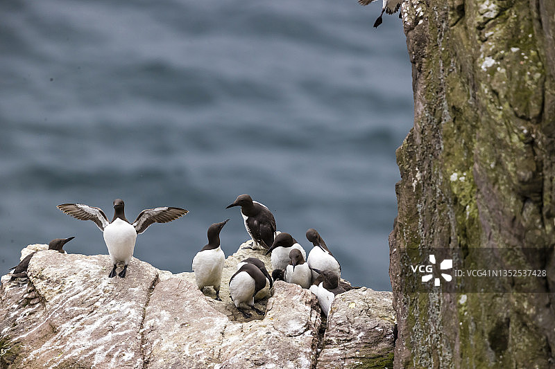 普通海鸠，弗雷埃尔海岬，法国图片素材