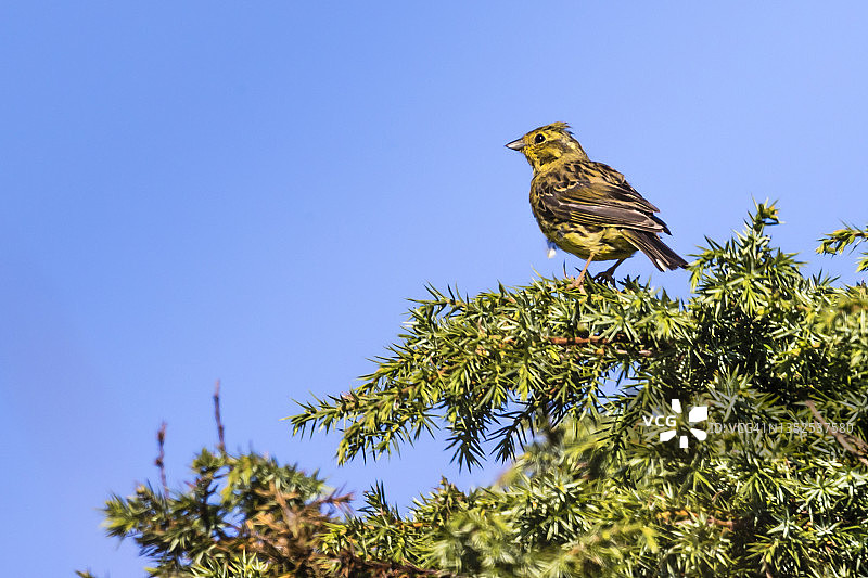 金翼啄木鸟图片素材
