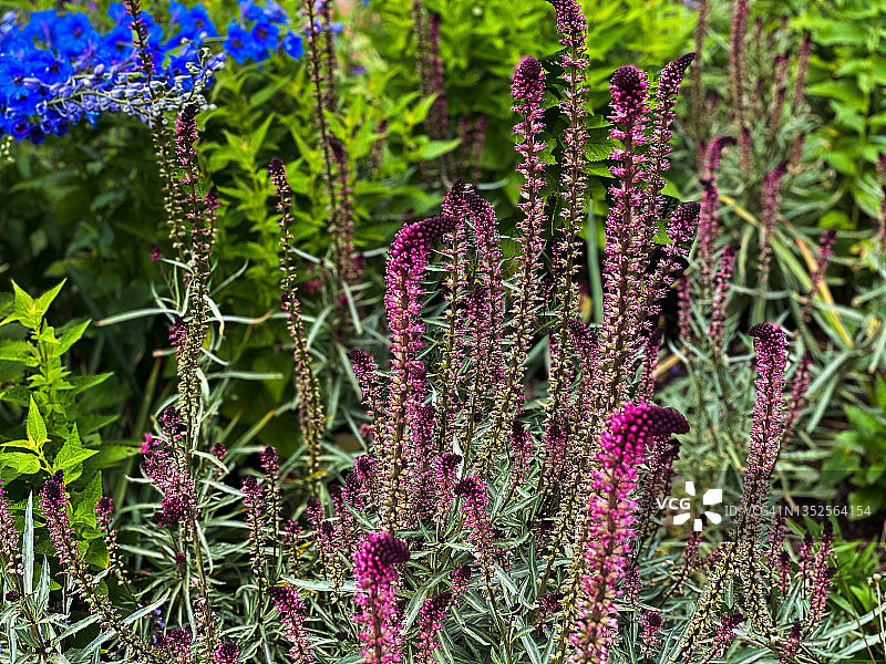 盛开的勃艮第鹅颈委陵菜图片素材