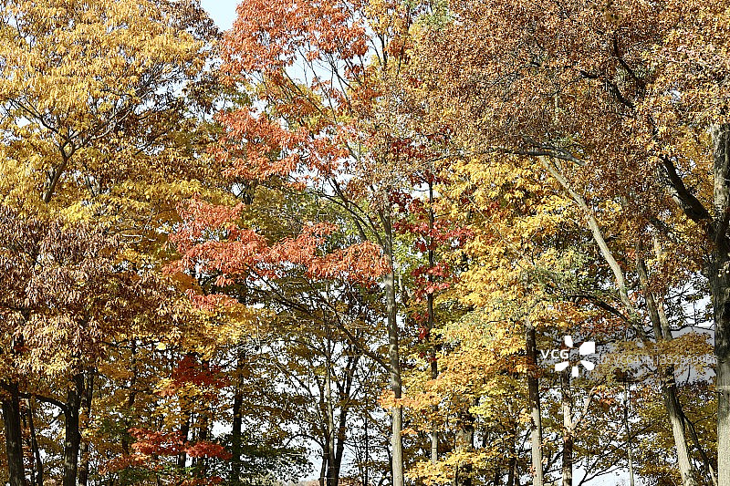 彩色秋季森林背景图片素材