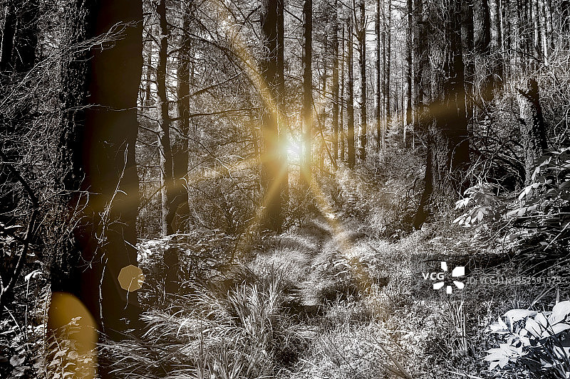 穿过森林的狭窄小路图片素材