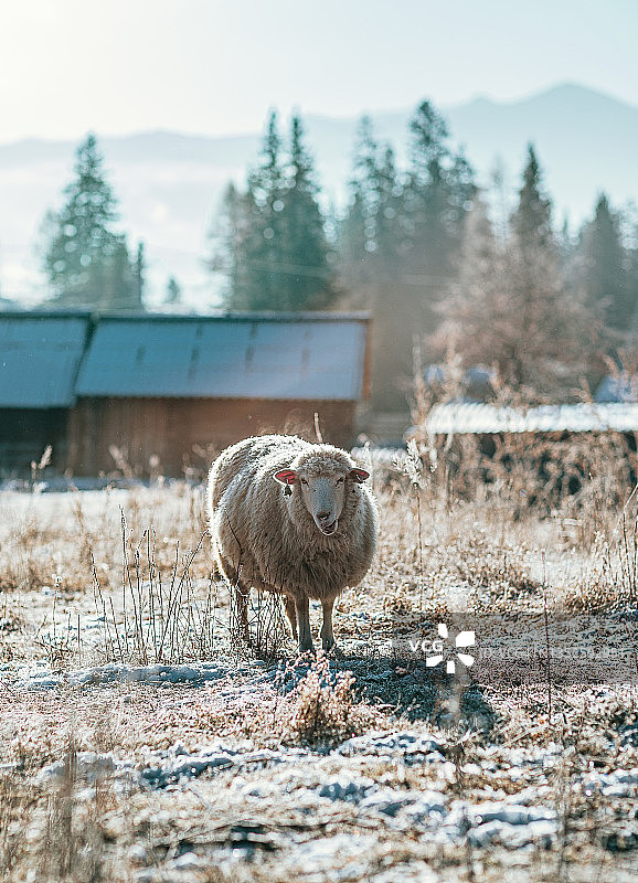 农业农场动物绵羊群，阿尔泰共和国山区图片素材