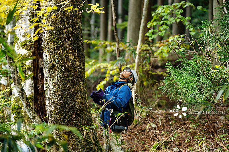 研究人员测量树木，用于重新造林和资源管理图片素材