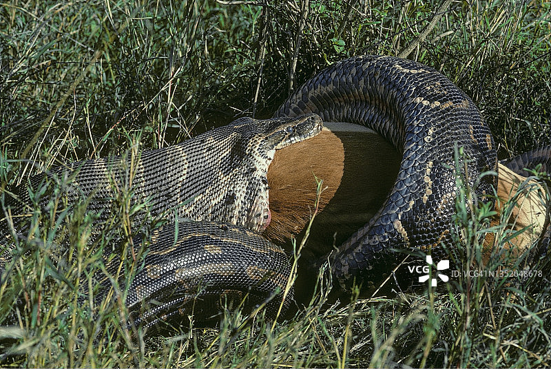非洲岩蟒吞食黑斑羚，肯尼亚图片素材
