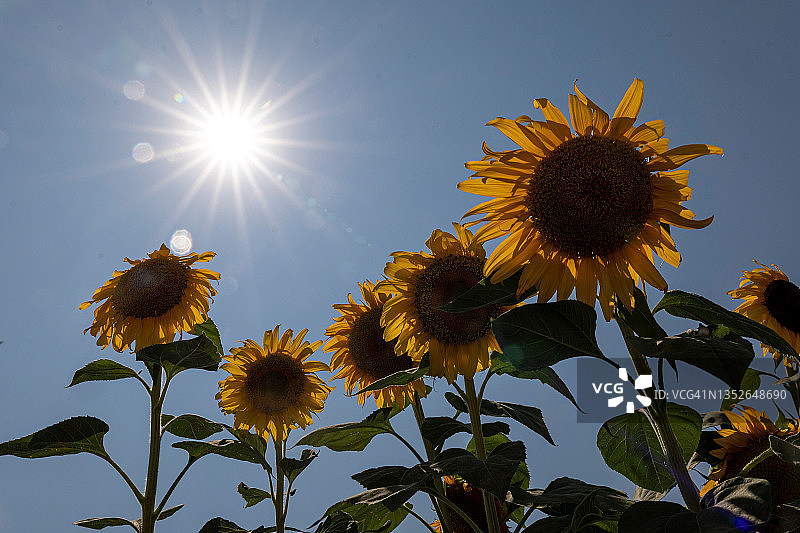 阳光和向日葵图片素材
