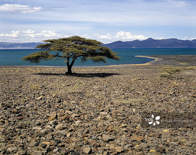 1986年肯尼亚图尔卡纳湖图片素材