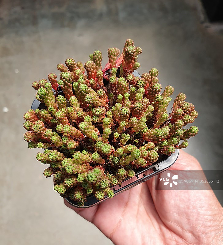 景天或藓状景天植物特写图片素材