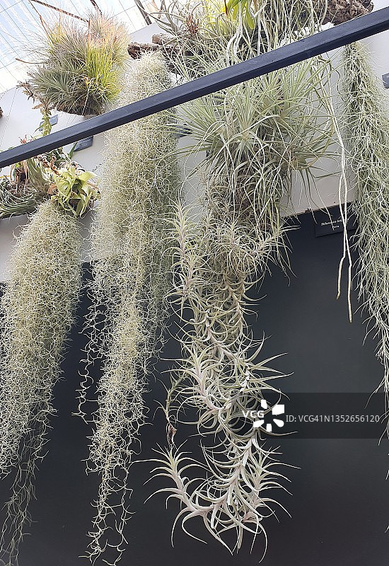 老人须或凤梨科空气植物图片素材