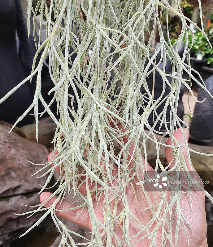 老人须或松萝铁兰图片素材