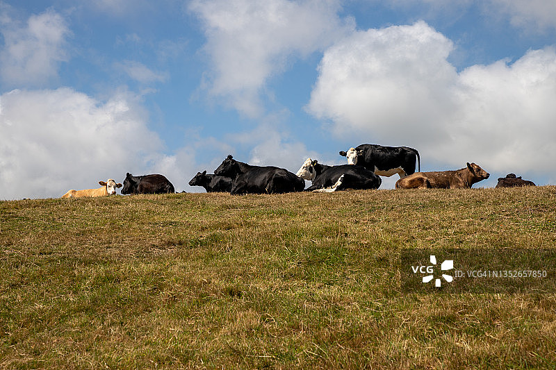 山顶上的奶牛图片素材