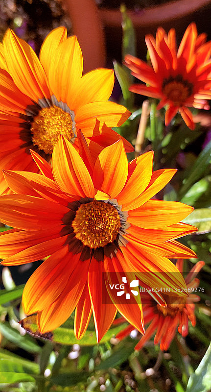 勋章菊图片素材