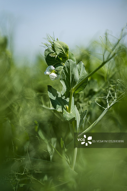 田野里生长的豌豆花图片素材
