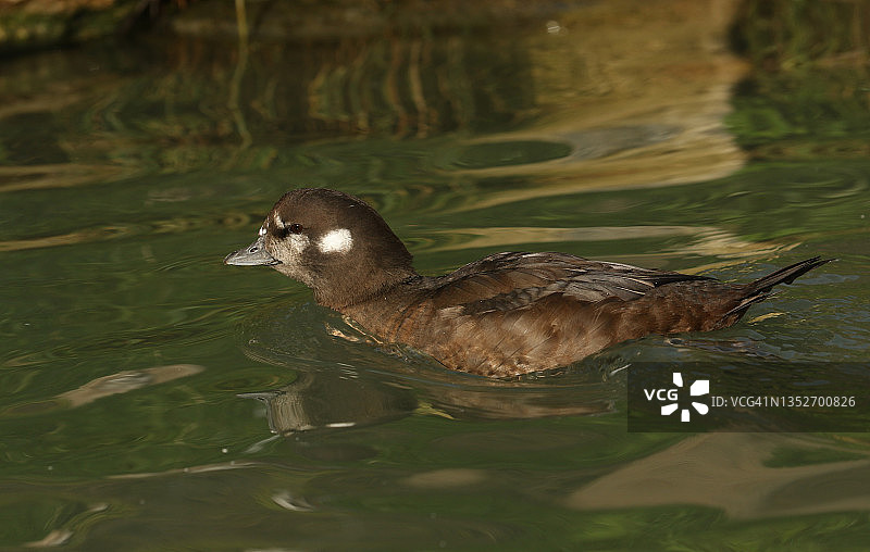 一只丑鸭在阿伦德尔湿地野生动物保护区的水塘中游泳图片素材