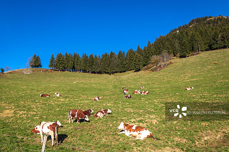 高山风光中的奶牛图片素材