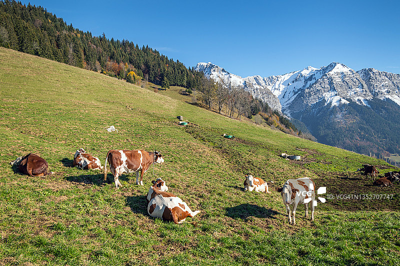 雪山背景下的高山奶牛图片素材