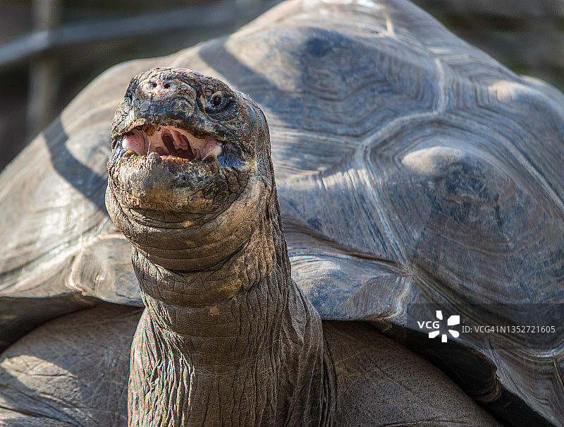 张开嘴的加拉帕戈斯群岛象龟图片素材