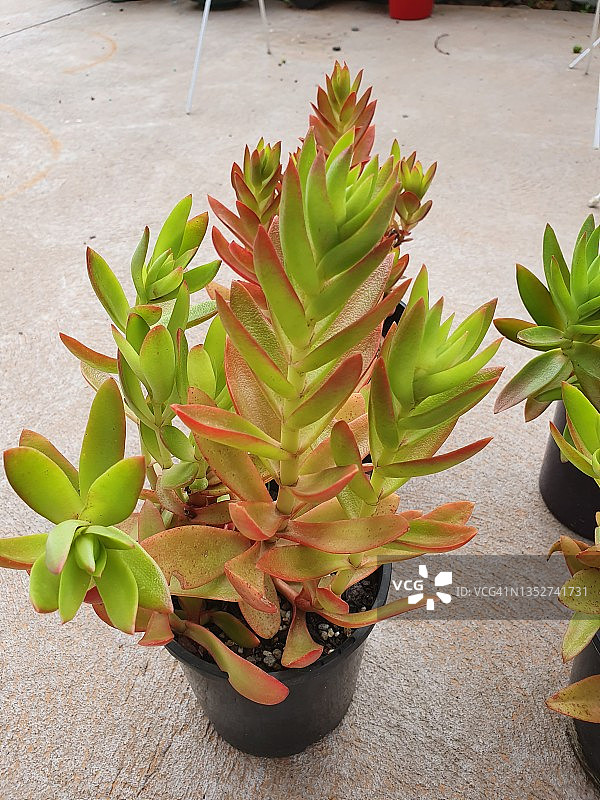 Crassula Capitella 或称 星乙女多肉植物图片素材