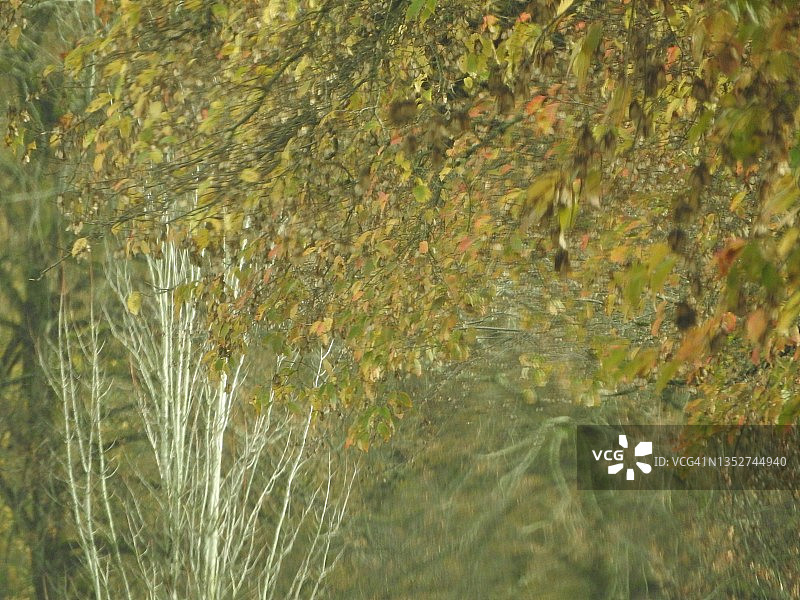 情感秋景图片素材