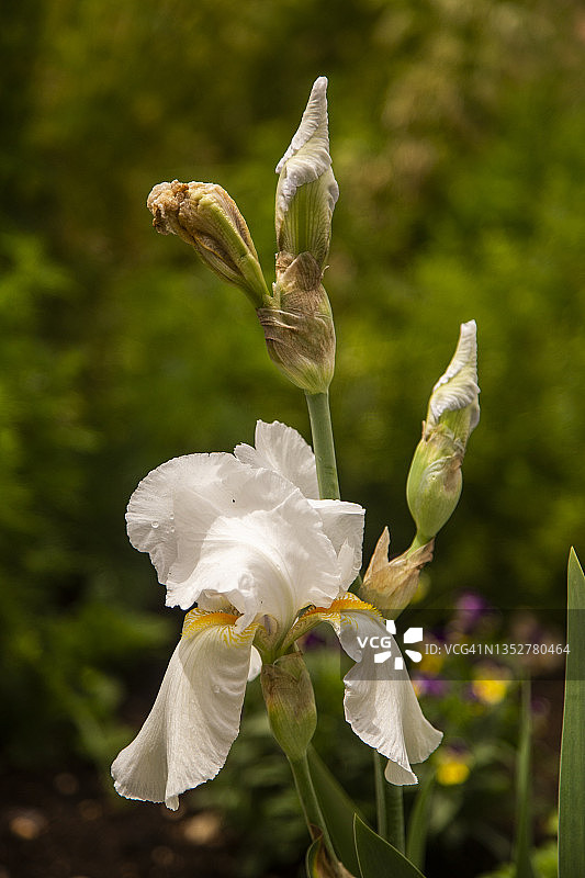 清晨阳光下的白色德国鸢尾花特写图片素材