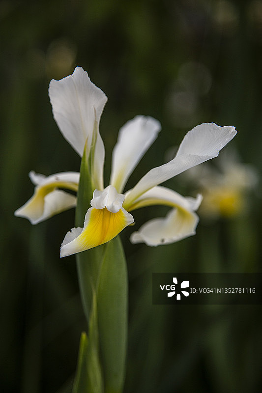 荷兰鸢尾特写：白色花朵，前景聚焦图片素材