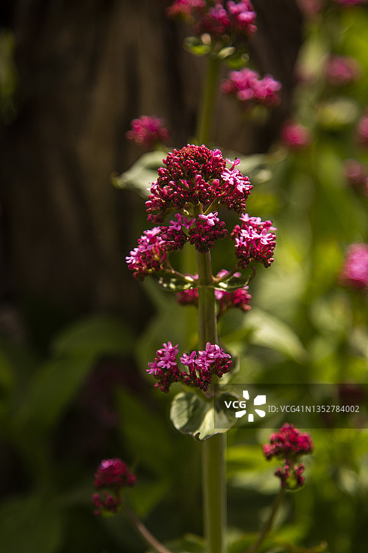 红色缬草的鲜艳粉/红色花朵特写图片素材
