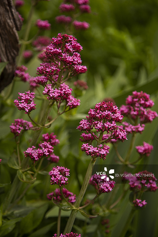 红色缬草的鲜艳粉/红色花朵特写图片素材