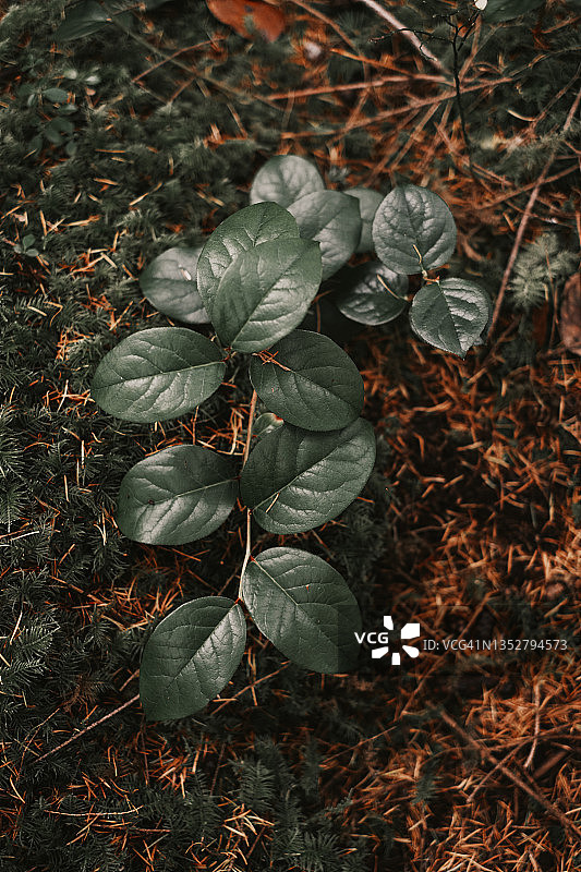 森林地面上茂盛的绿色萨拉尔树叶图片素材