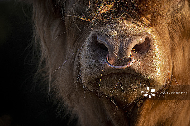 带着鼻环的高地牛图片素材