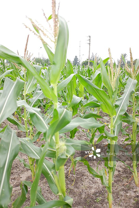 高糖甜玉米：自然隐性突变的结果，新鲜甜玉米地图片素材