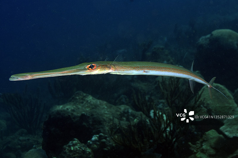 蓝点海龙图片素材