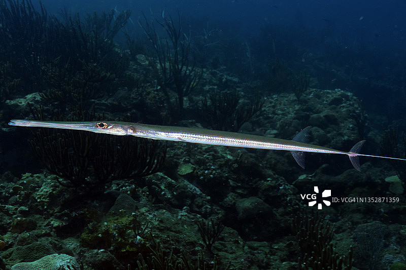 蓝点海龙图片素材