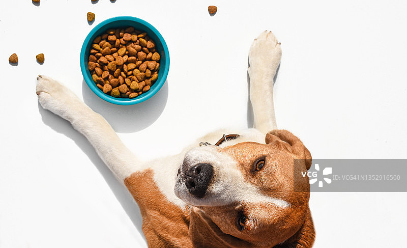 狗爪靠近一碗食物图片素材