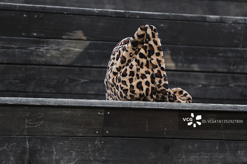 站在木制城市街道露台上的时尚豹纹包图片素材