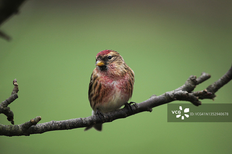 红腹灰雀图片素材