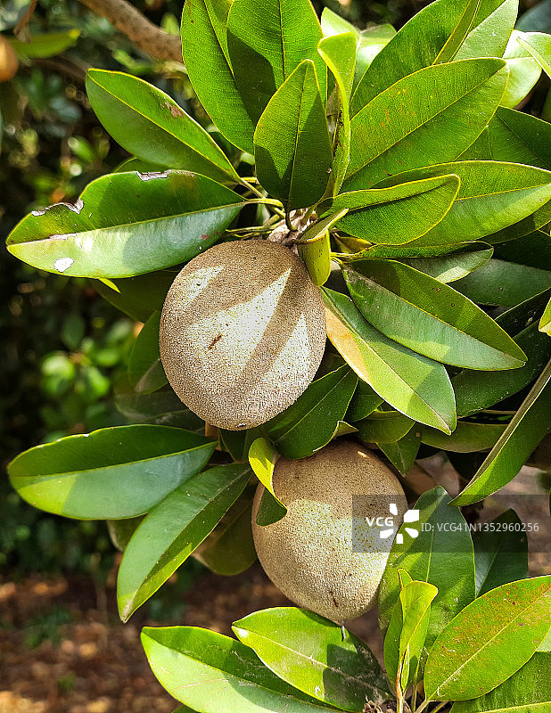 人心果图片素材