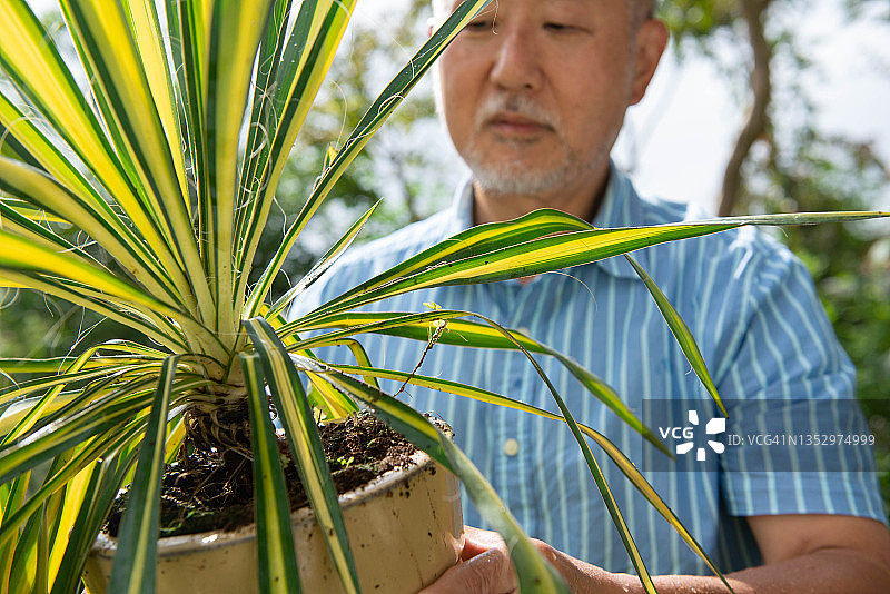 年长的男人在家园艺图片素材