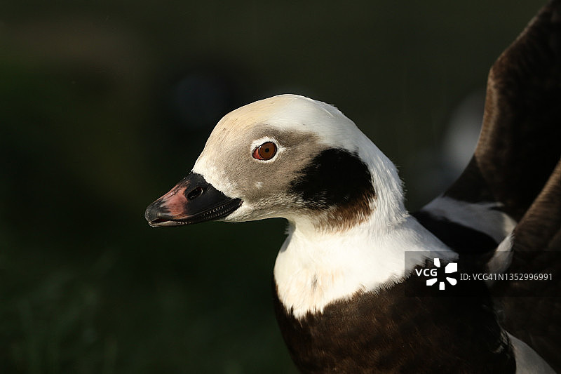 雄性长尾鸭在阿伦德尔湿地野生动物保护区池塘边拍打翅膀图片素材
