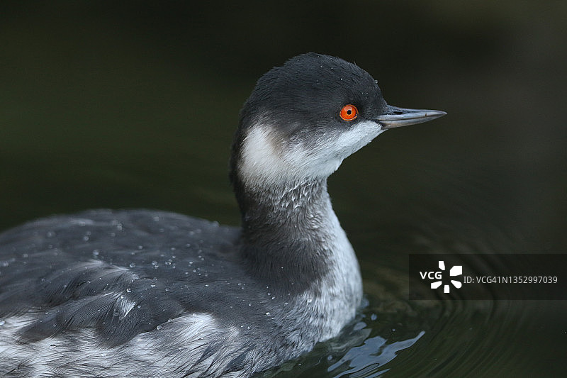 黑颈鸊鷉在阿伦德尔湿地野生动物保护区的池塘中游泳图片素材