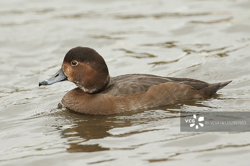 一只美洲红头潜鸭在斯利姆布里奇湿地野生动物保护区的池塘里游泳图片素材