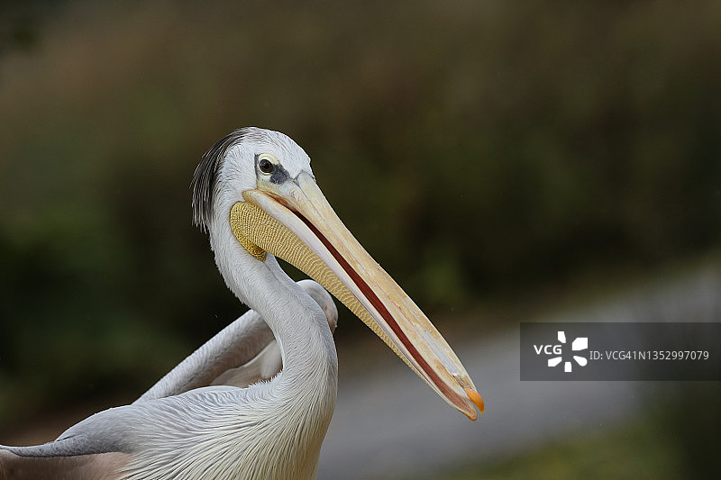 斯利姆桥湿地野生动物保护区内的粉背鹈鹕头部特写图片素材