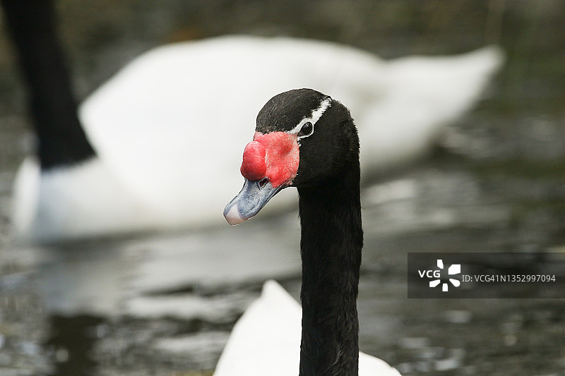 黑颈天鹅在斯利姆布里奇湿地野生动物保护区的池塘中游泳图片素材
