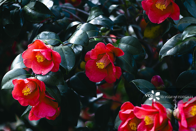 红色山茶花图片素材