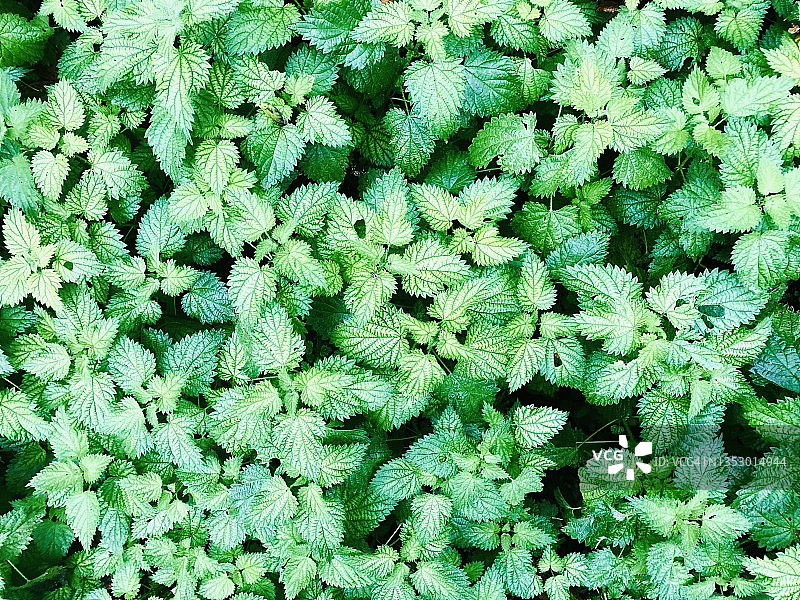 绿色荨麻叶图片素材