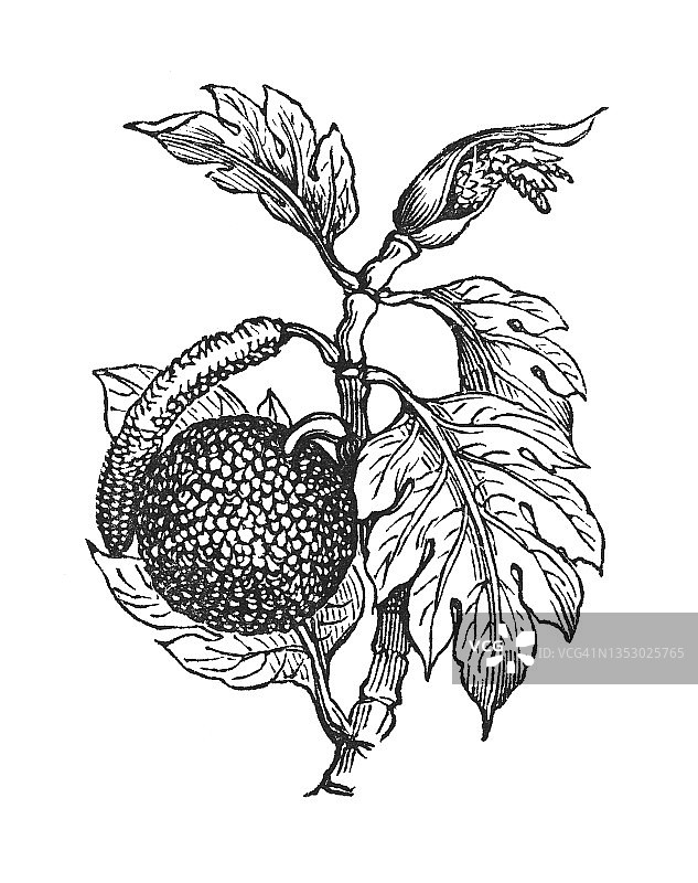 老式植物学插画：面包果图片素材