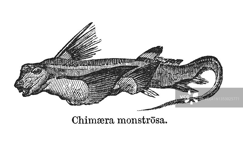 银鲛古老雕刻插图图片素材